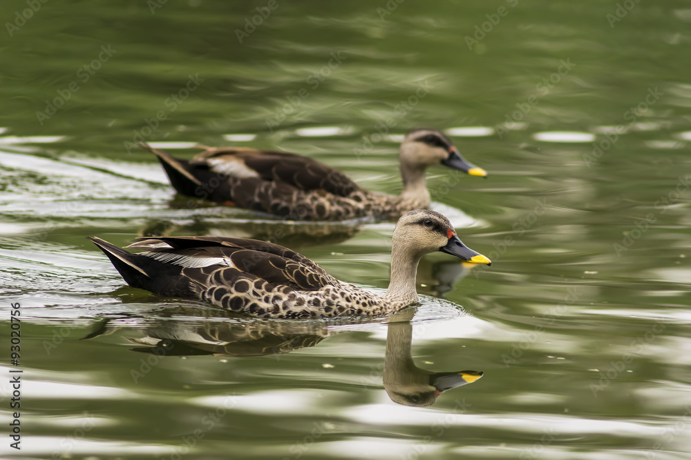 Fototapeta premium Spot-billed duck swimming in water