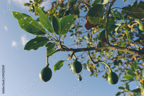Avocado tree