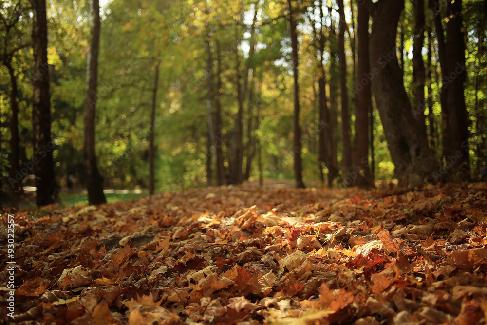 background autumn leaves in the park, nature