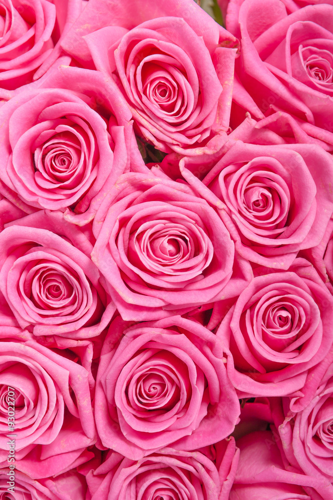 Pink natural roses background Pink natural roses background
