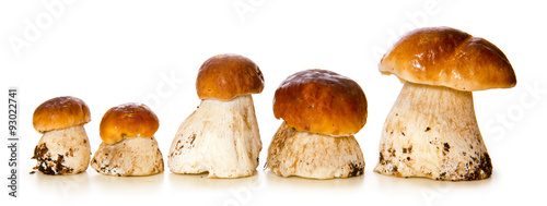 Five porcini mushrooms.