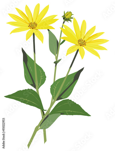 illustration of sunchoke flowers on a white background