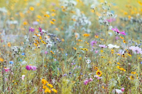 Summer Wildflower Meadow Background