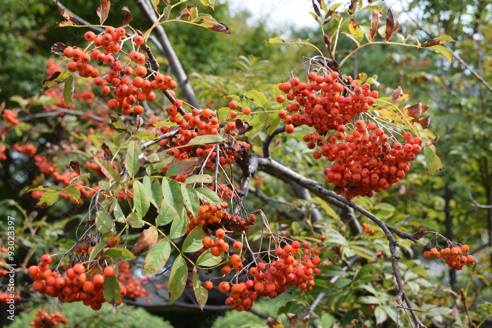 ナナカマド/山形県鶴岡市の森林でナナカマドを撮影した、秋イメージの写真です。 ナナカマド/山形県鶴岡市の森林でナナカマドを撮影した、秋イメージの写真です。