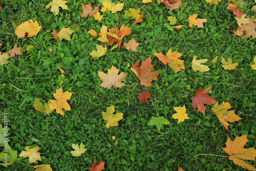 fallen yellow autumn leaves background, texture fallen yellow autumn leaves background, texture