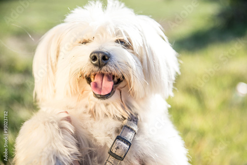 dog relaxes happily at park - animal concept
