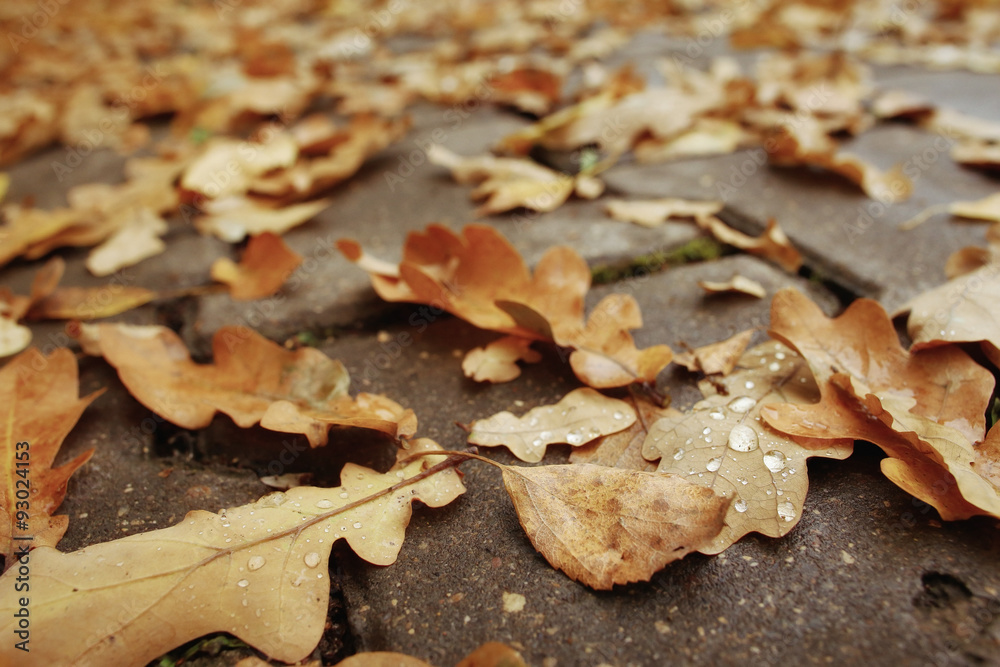 concept autumn is coming to town, leaves on the road concept autumn is coming to town, leaves on the road