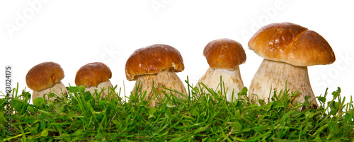Five porcini mushrooms isolated.