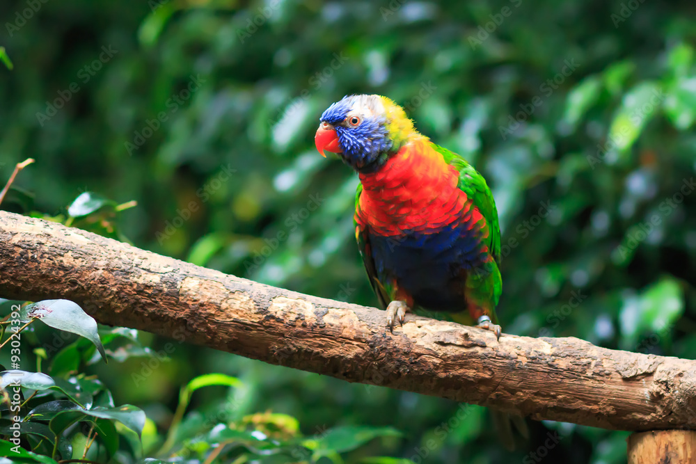 Close up of a Rainbow Lorikeet (Trichoglossus haematodus) sitting on a wooden branch