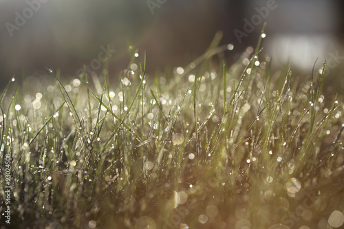Grass covered with morning dew in the rays of sun