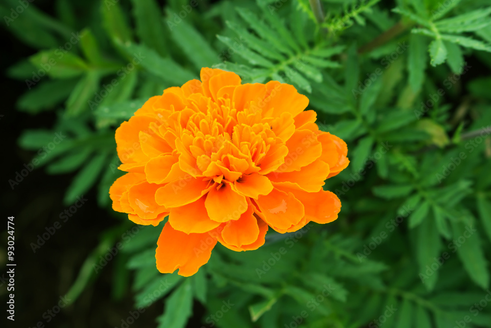 marigold flowers marigold flowers