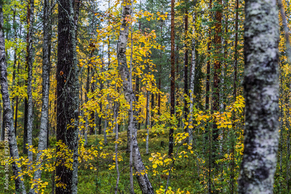 Fototapeta premium Birken