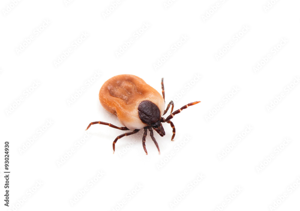 health danger - disease-carrier ticks health danger - disease-carrier ticks