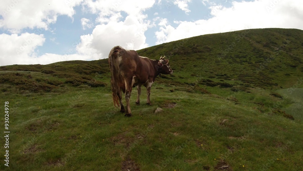 horned spotted cow on a green hill red tail waving in front of the camera overall plan
