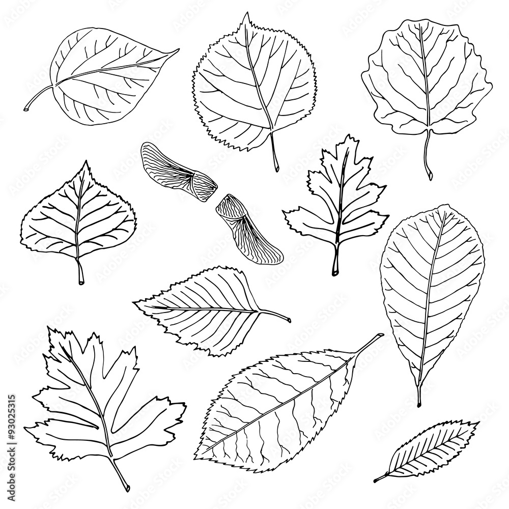 Hand drawn leaves doodles set