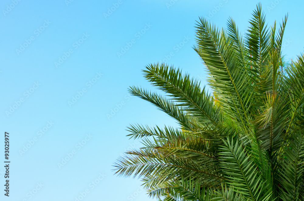 palm branches against the blue sky.