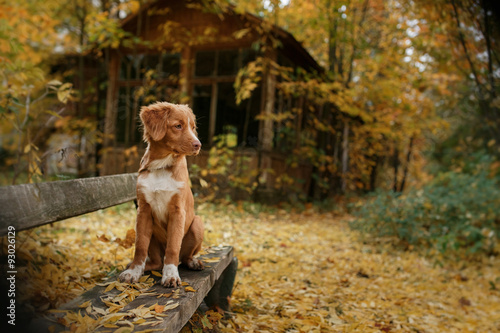 Dog breed Nova Scotia Duck Tolling Retriever walking in autumn park