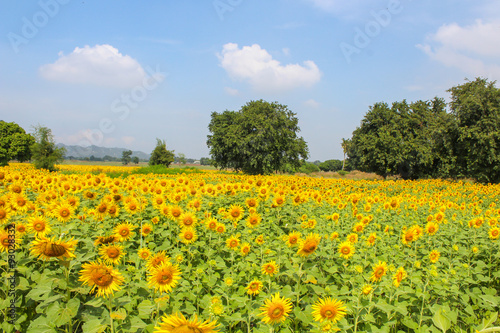 Sunflower field. © Phongsak