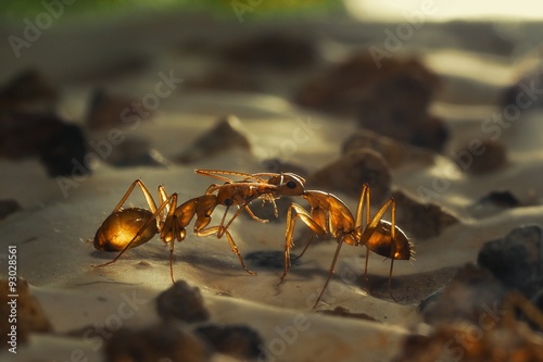 Поцелуй муравьев. Прозрачные муравьи Camponotus санктус.Трофаллаксис