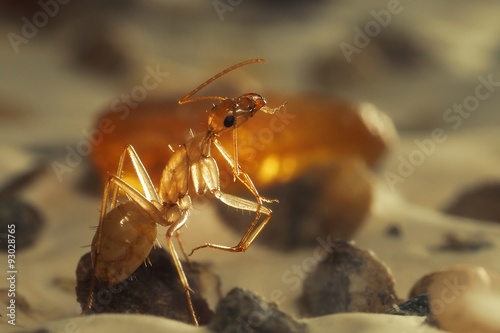 Муравей Camponotus санктус. Янтарный прозрачный муравей photo