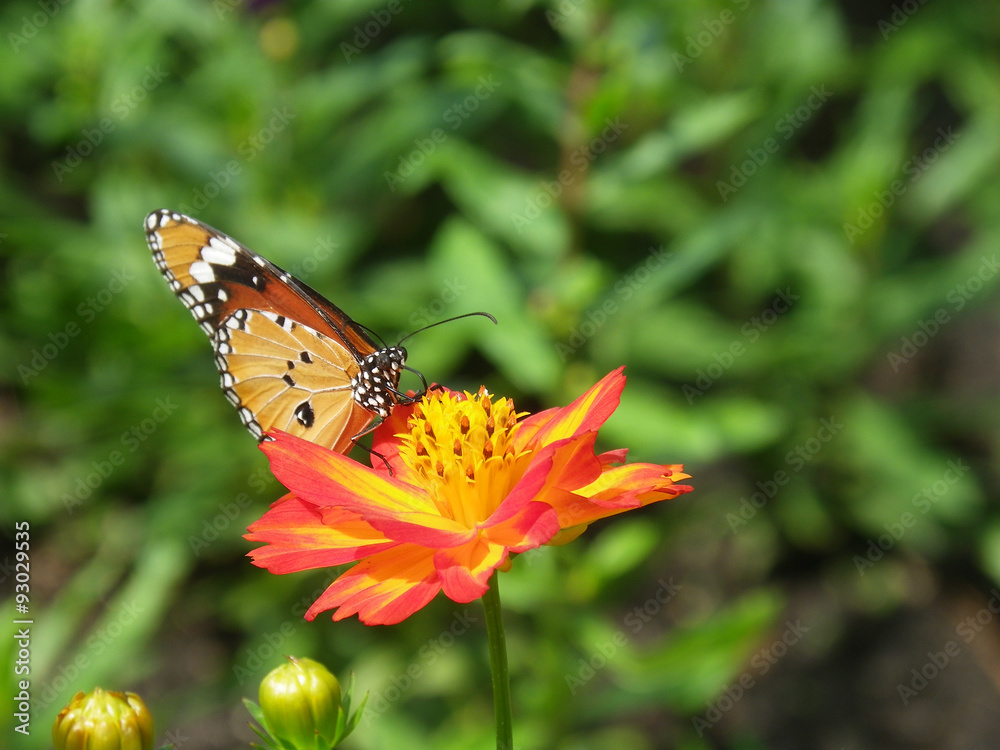 Obraz premium Beautiful butterfly on a blossom cosmos flower