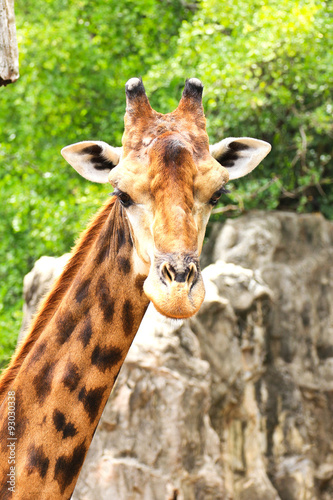 Fototapeta Naklejka Na Ścianę i Meble -  Closeup portrait of giraffe