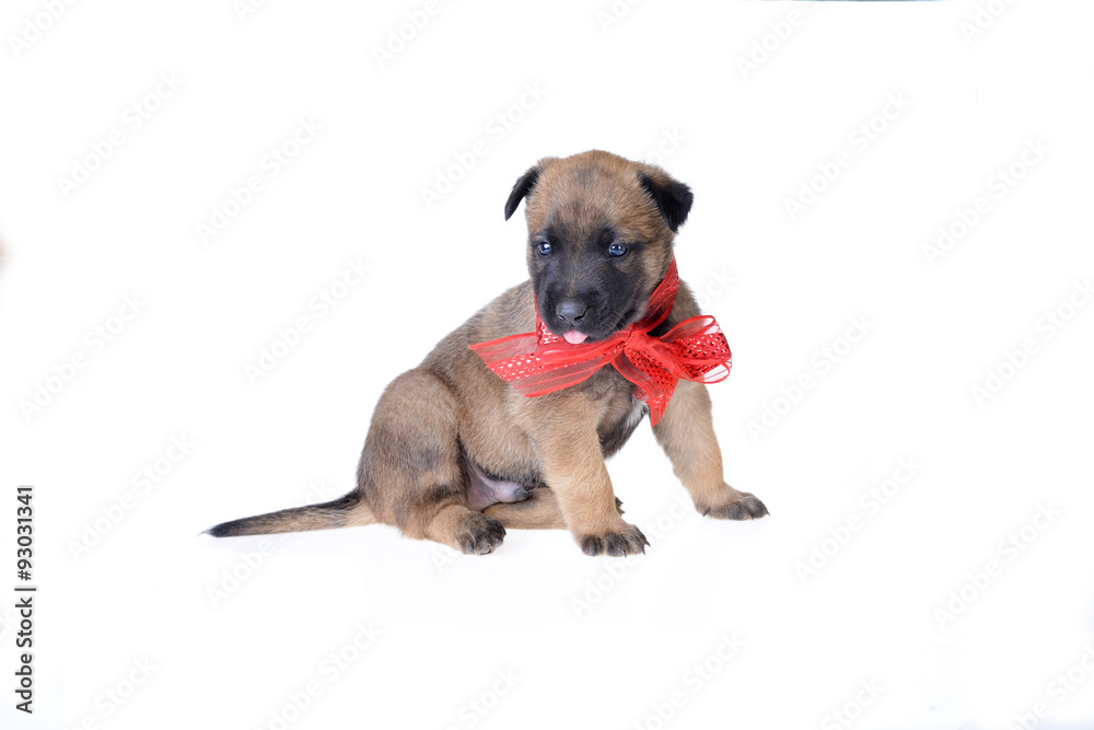 Obraz premium Cute puppy