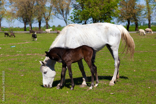 Horse with foal on the farm