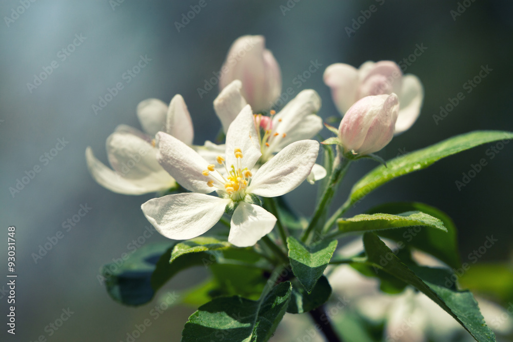 Obraz premium Branches of a white flowering apricots with a sunlight
