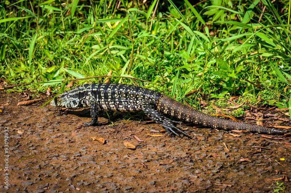 Large lizard, Iguazu Falls, Argentina Large lizard, Iguazu Falls, Argentina