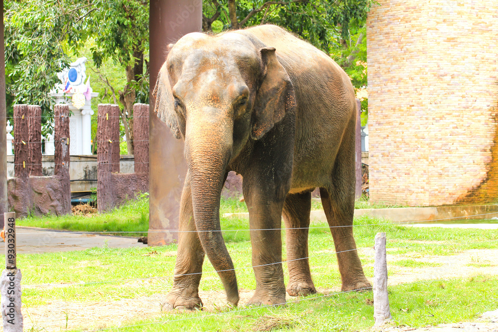 Fototapeta premium Elephant in a zoo