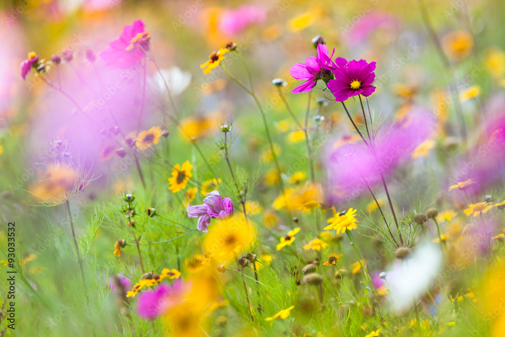 Summer Colorful Wildflower Meadow