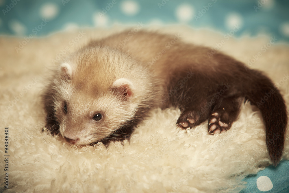 Fototapeta premium Ferret baby seven weeks old