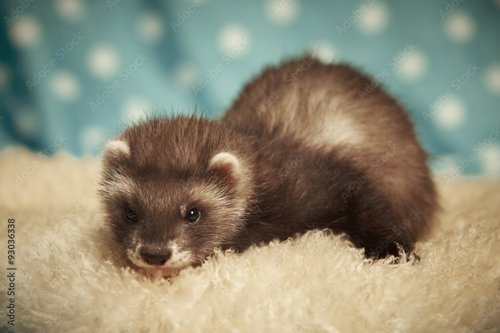 Ferret baby in studio Ferret baby in studio
