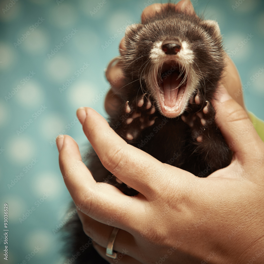 Yawning Ferret