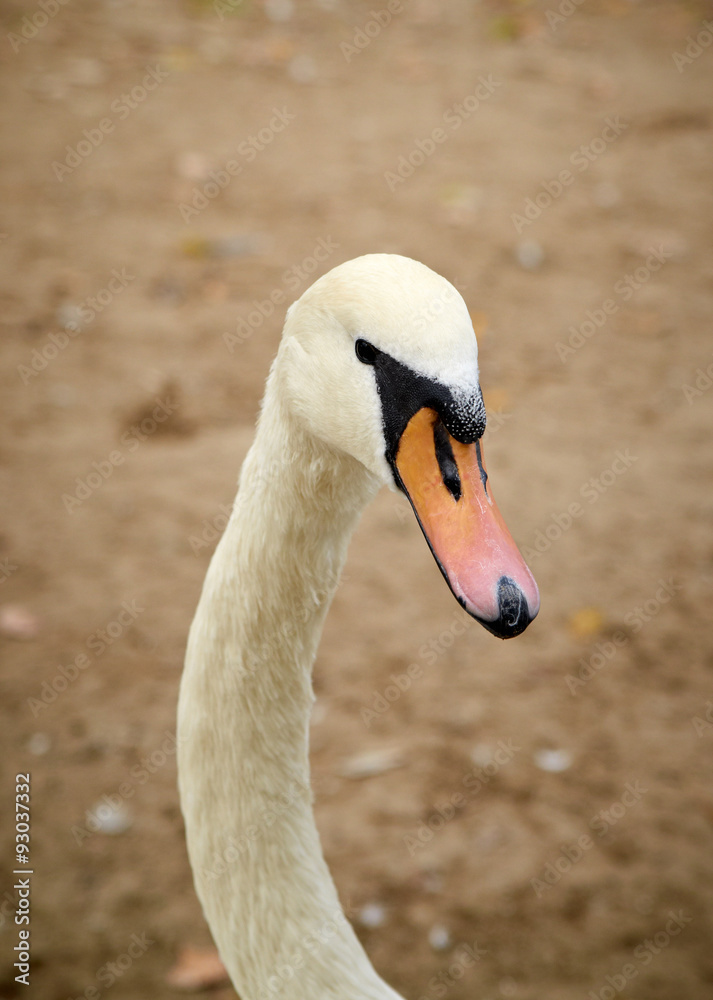 Head of a Beautiful young swan Head of a Beautiful young swan