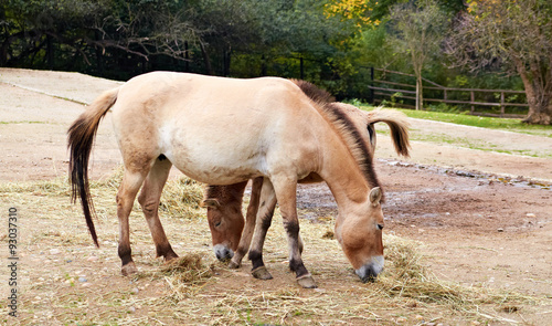 Przewalski's (rare horse breed) © izholudeva