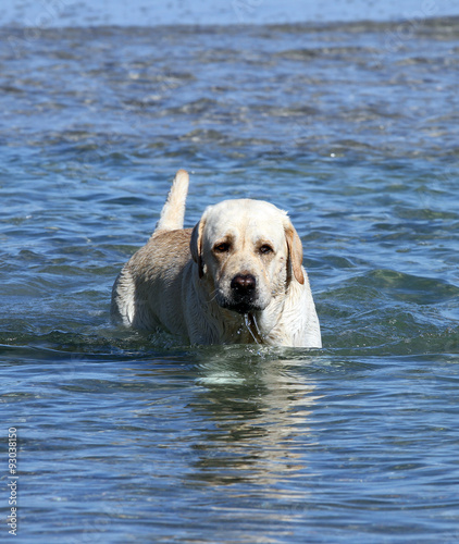 a labrador swimming in the sea