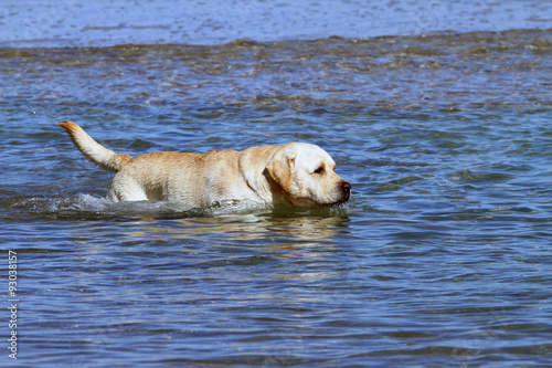 labrador swimming in the sea