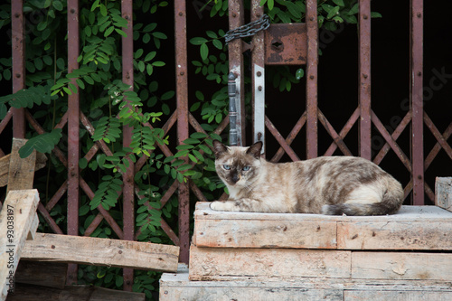 cat relaxing on wooden board