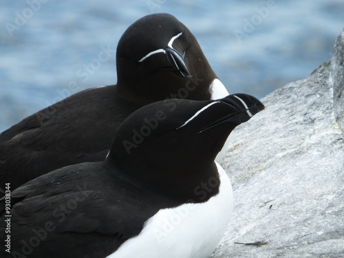 Tableau sur toile Razorbills (close up)