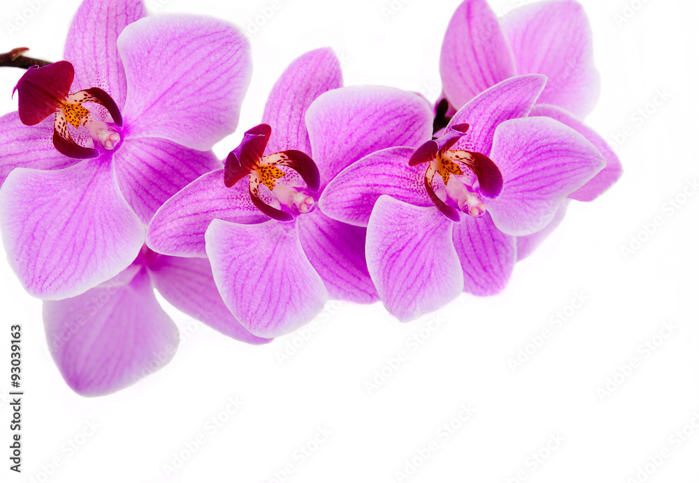 Obraz premium Pink streaked orchid flower