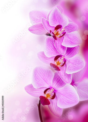 Pink streaked orchid flower