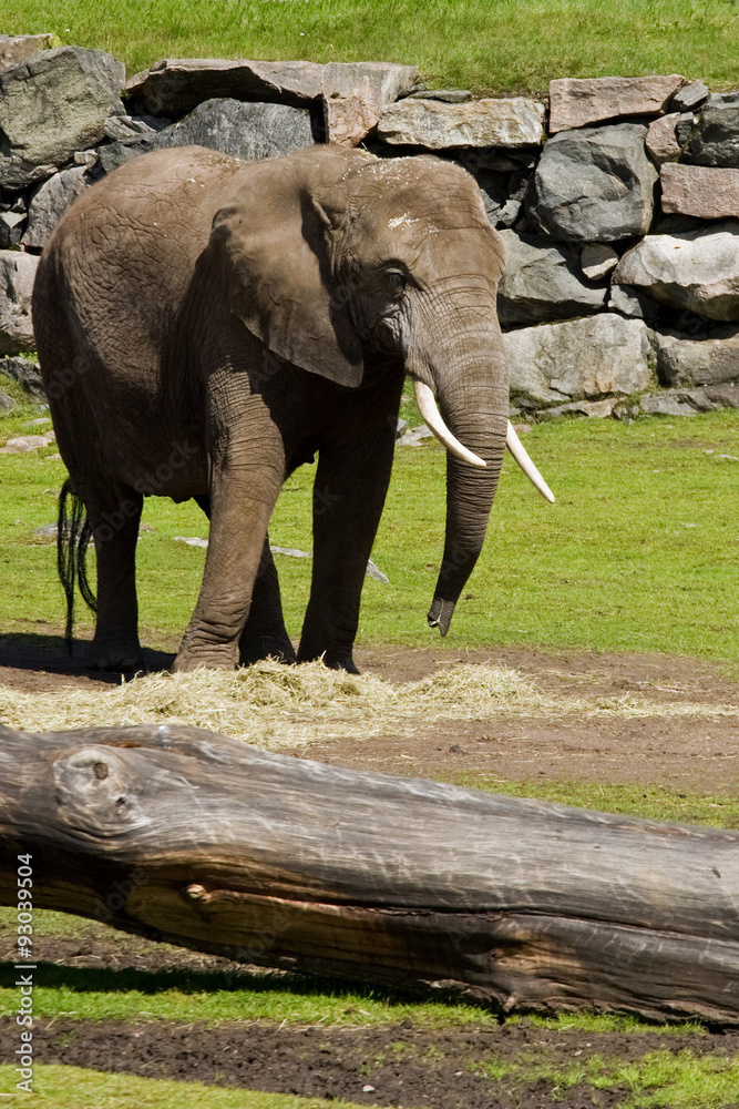 Fototapeta premium Elephant