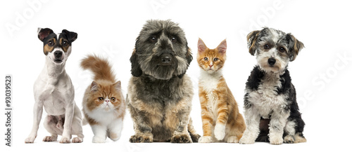 Group of dogs and cats in front of a white background