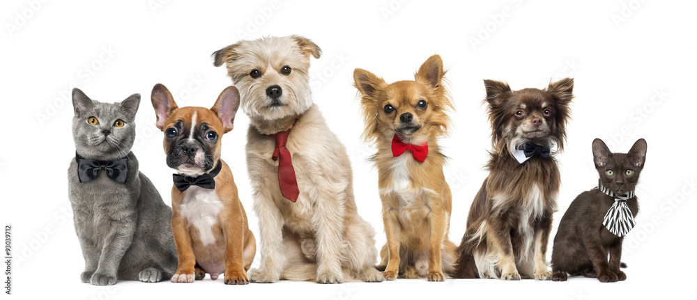 Group of dogs and cats in front of a white background