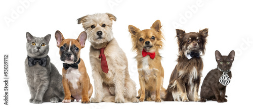 Group of dogs and cats in front of a white background © Eric Isselée