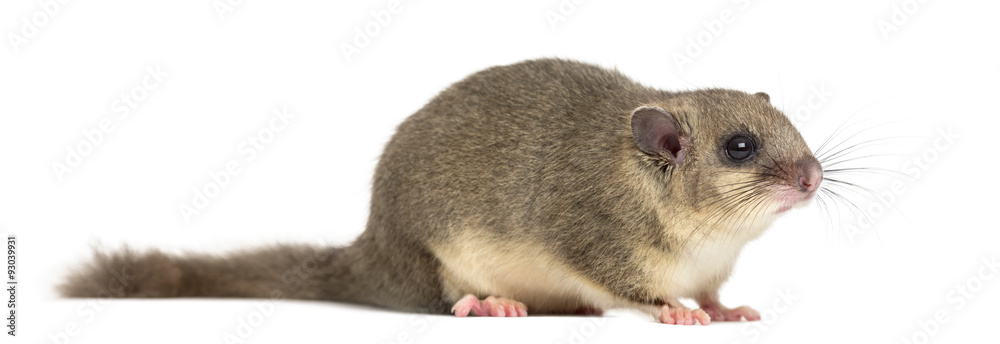 Edible dormouse in front of a white background Edible dormouse in front of a white background