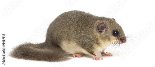 Edible dormouse in front of a white background photo
