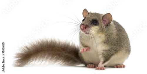 Edible dormouse in front of a white background